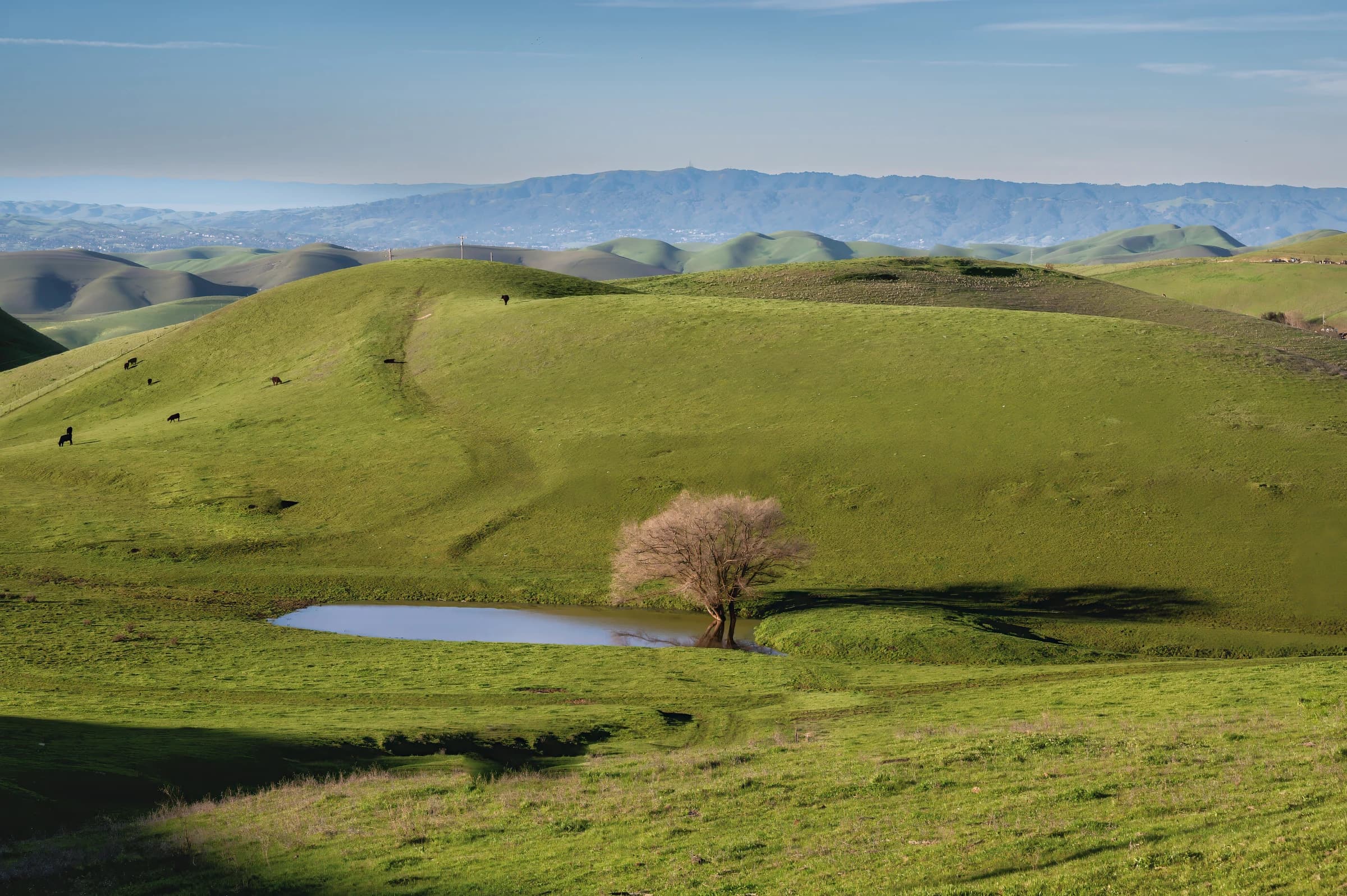 Emerald Hills Serenity